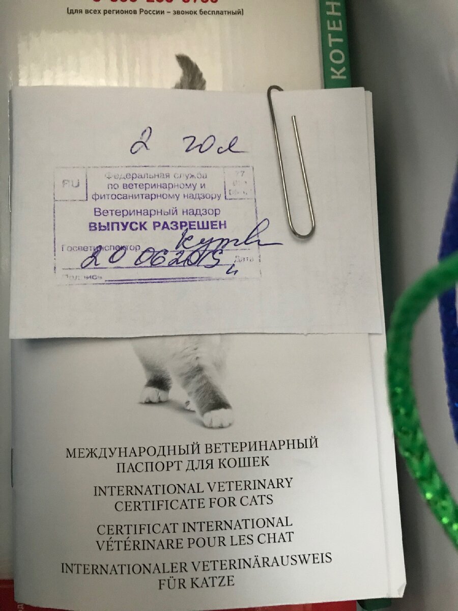Итак, квест «Перевези кошку» начинается)