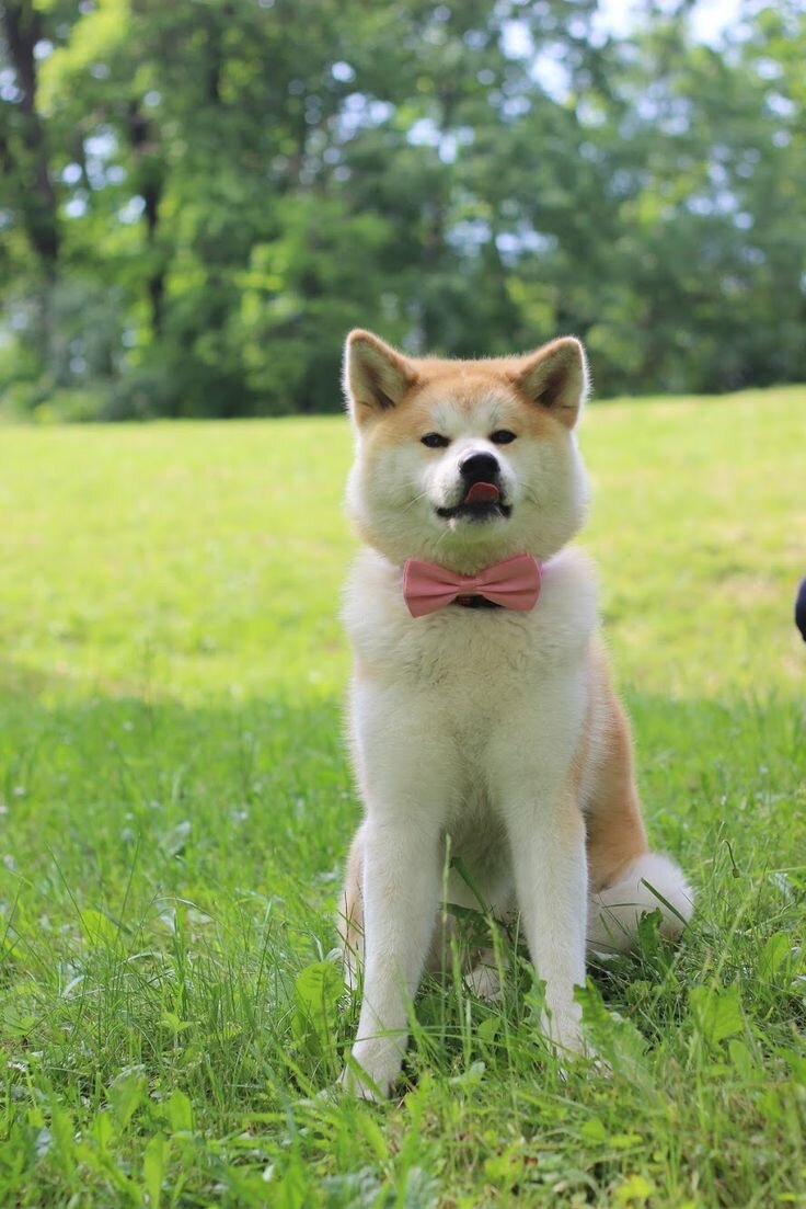 Характер и повадки 