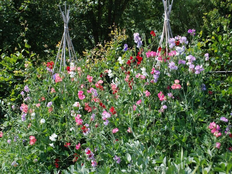 Душистый горошек арамис. Чина душистый горошек. Душистый горошек лемингтон. Душистый горошек спенсер. Душистый горошек.