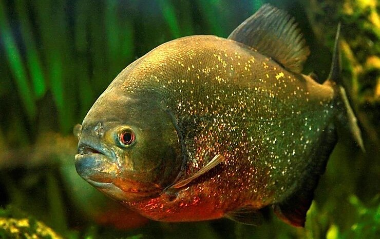 Пиранья обыкновенная собственной персоной