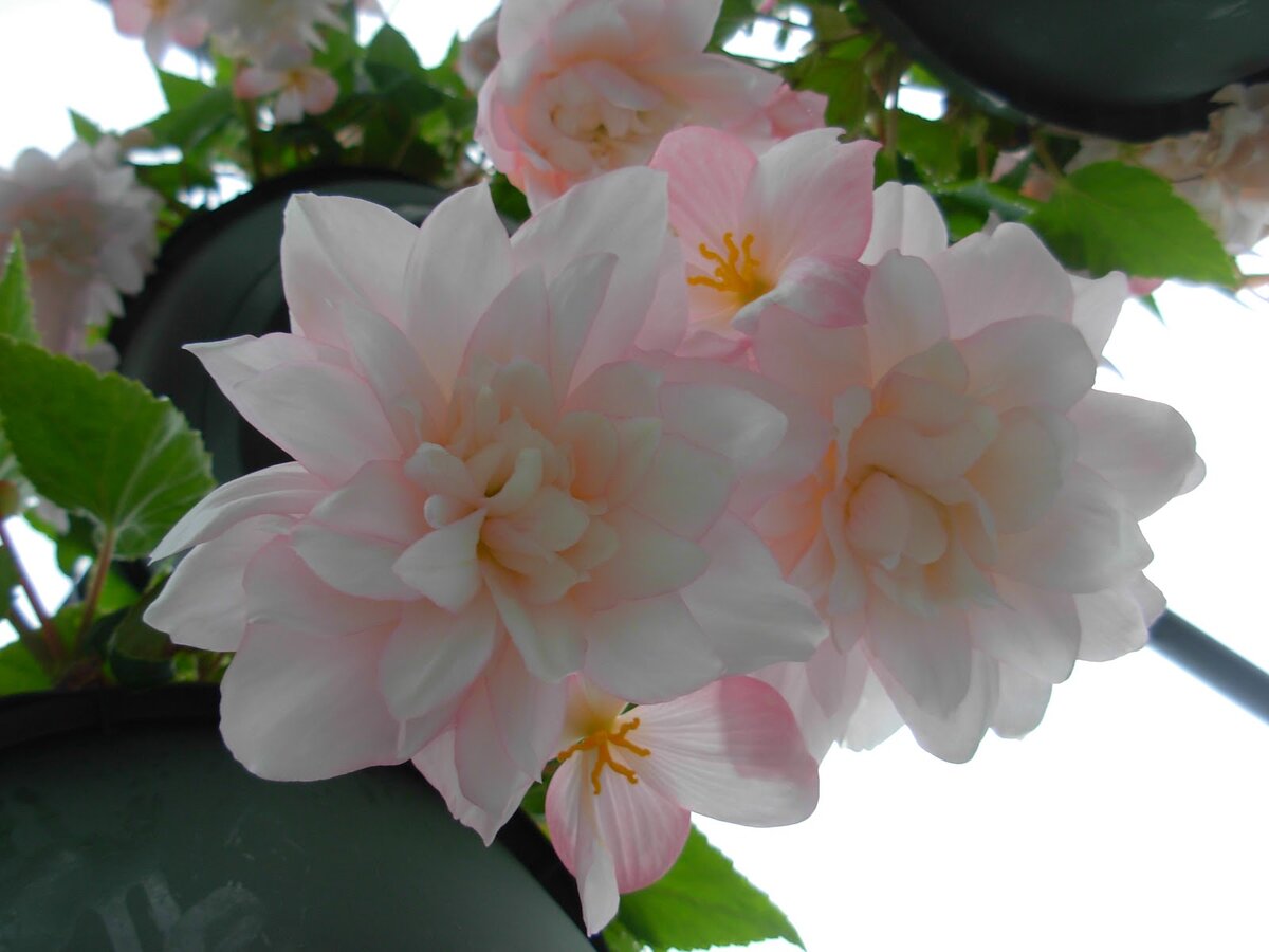 Бегония Belleconia