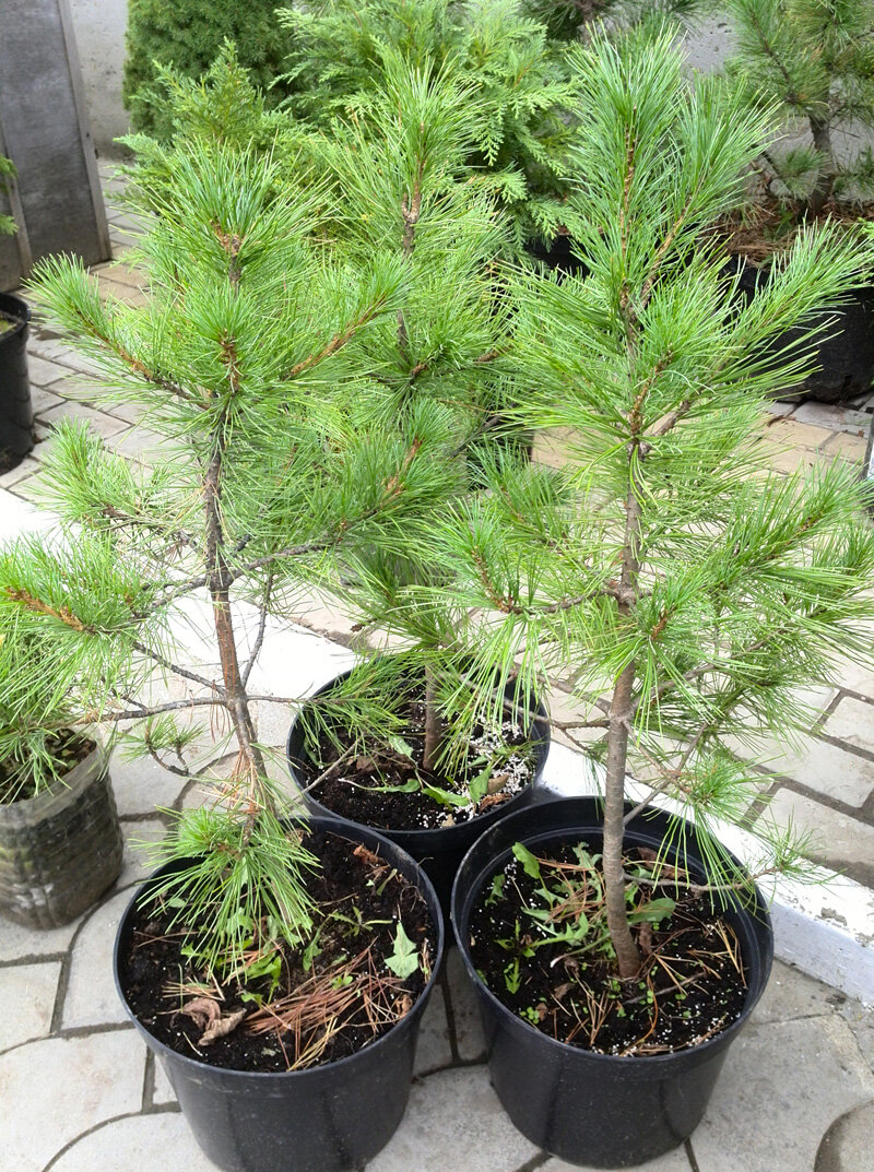 Фото из Нашего питомника!