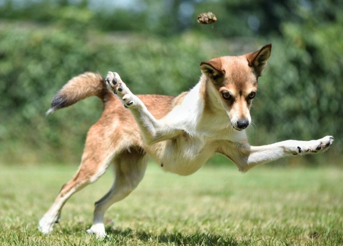 Внешний вид и строение