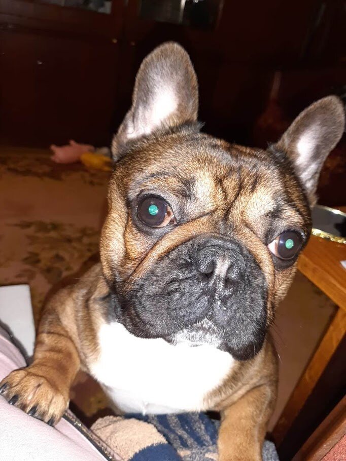 Фото из архива подруги. Пес по имени Грей.