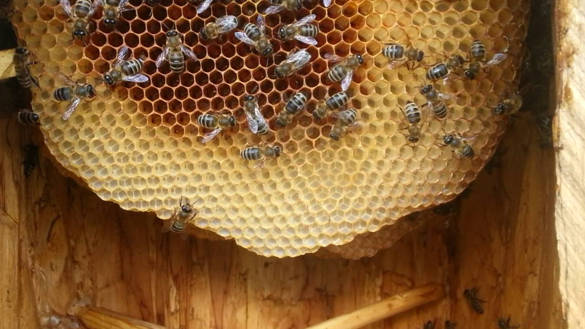 Пчелы челябинская область. Соты пчелиные. Пчелиное гнездо. Соты диких пчел. Ульи диких пчел.
