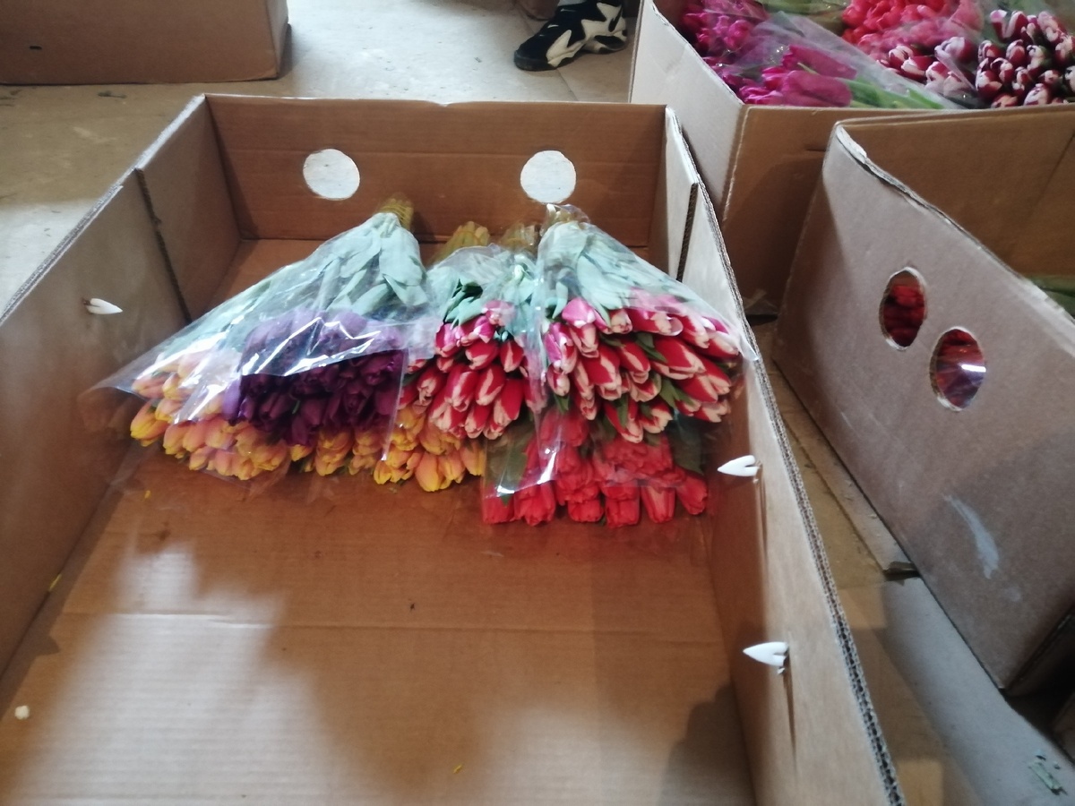 Тюльпаны склад