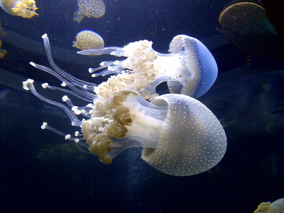Уникальная нервная система медуз