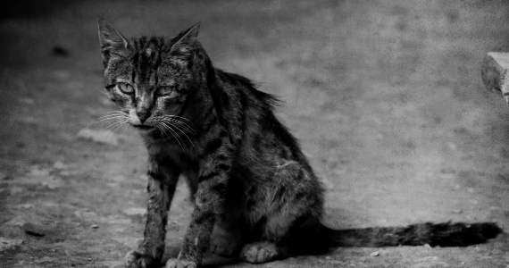 Фотография из открытого источника