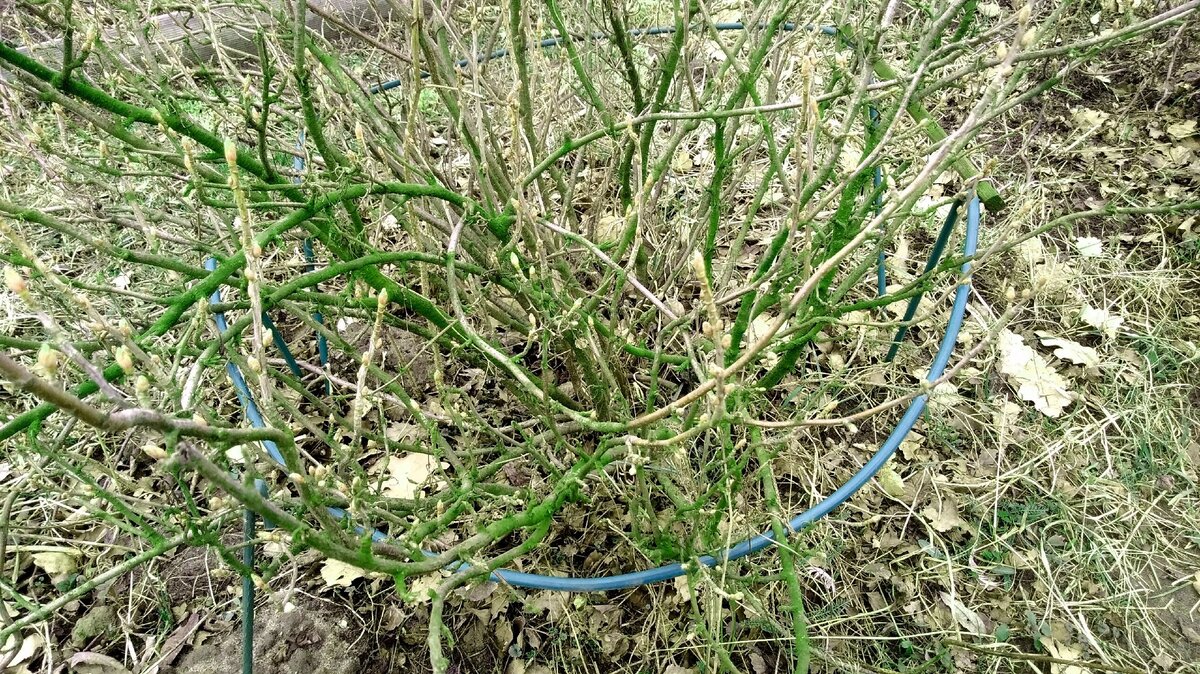 На солнце выглядит красиво и декоративно. Чёрная смородина.