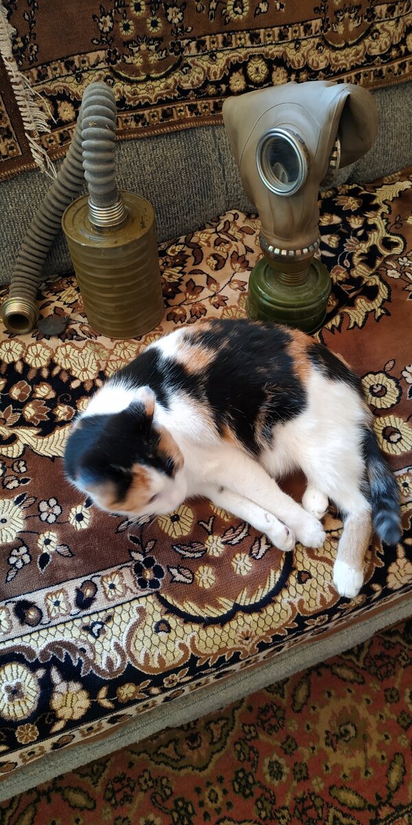 Не обращайте внимания на кошку и на вид, всё русское.