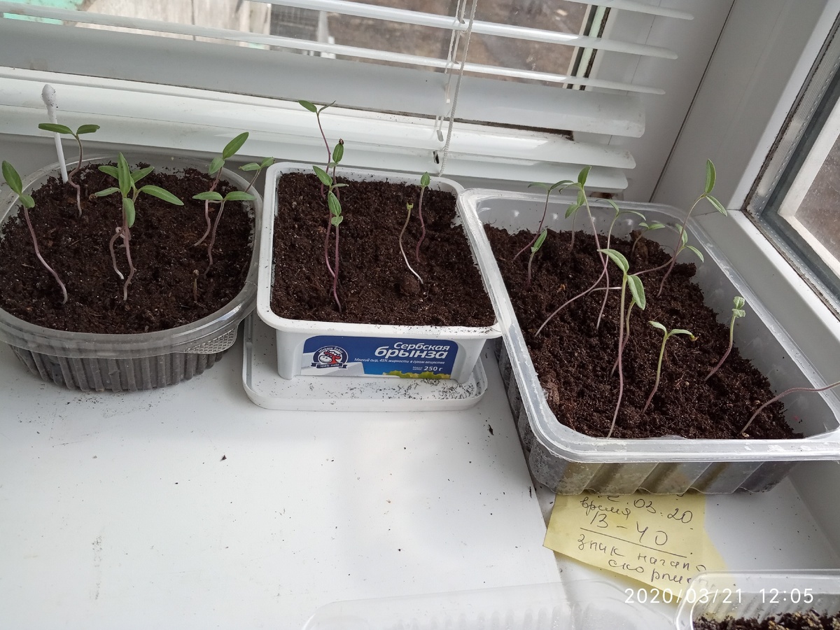 Всходы томатов, про которые я забыла.