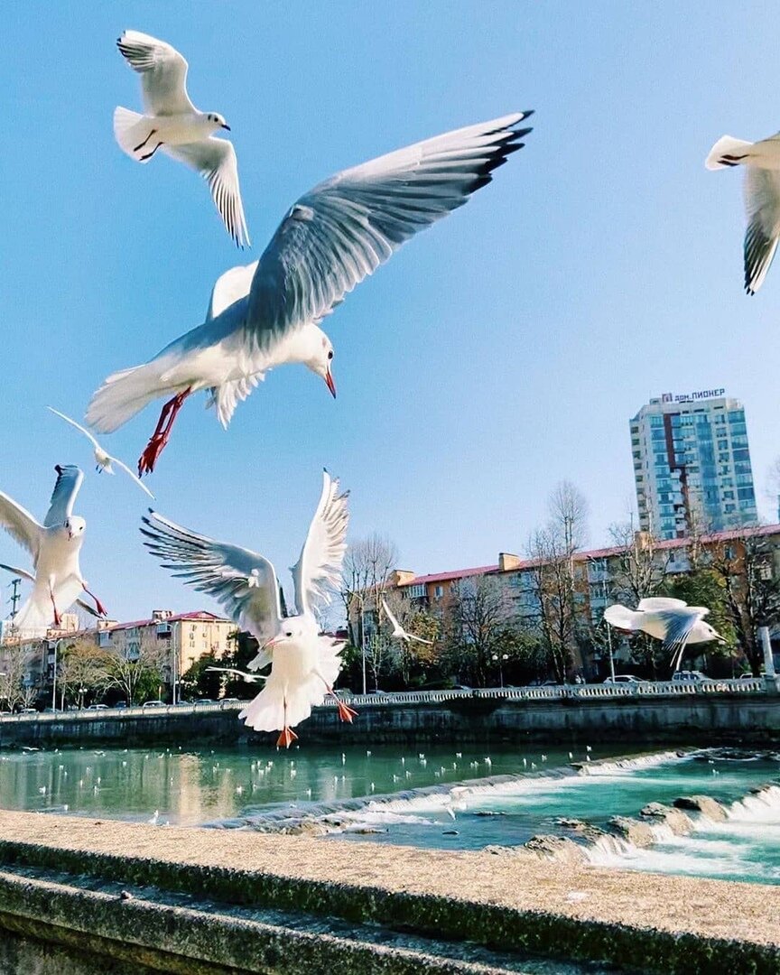 Чайки в москве