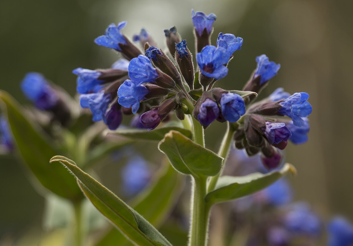 Pulmonaria officinalis