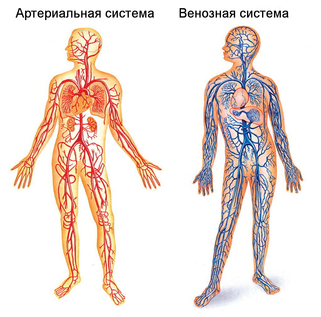 Домашний ОФП комплекс для улучшения кровообращения всего тела.