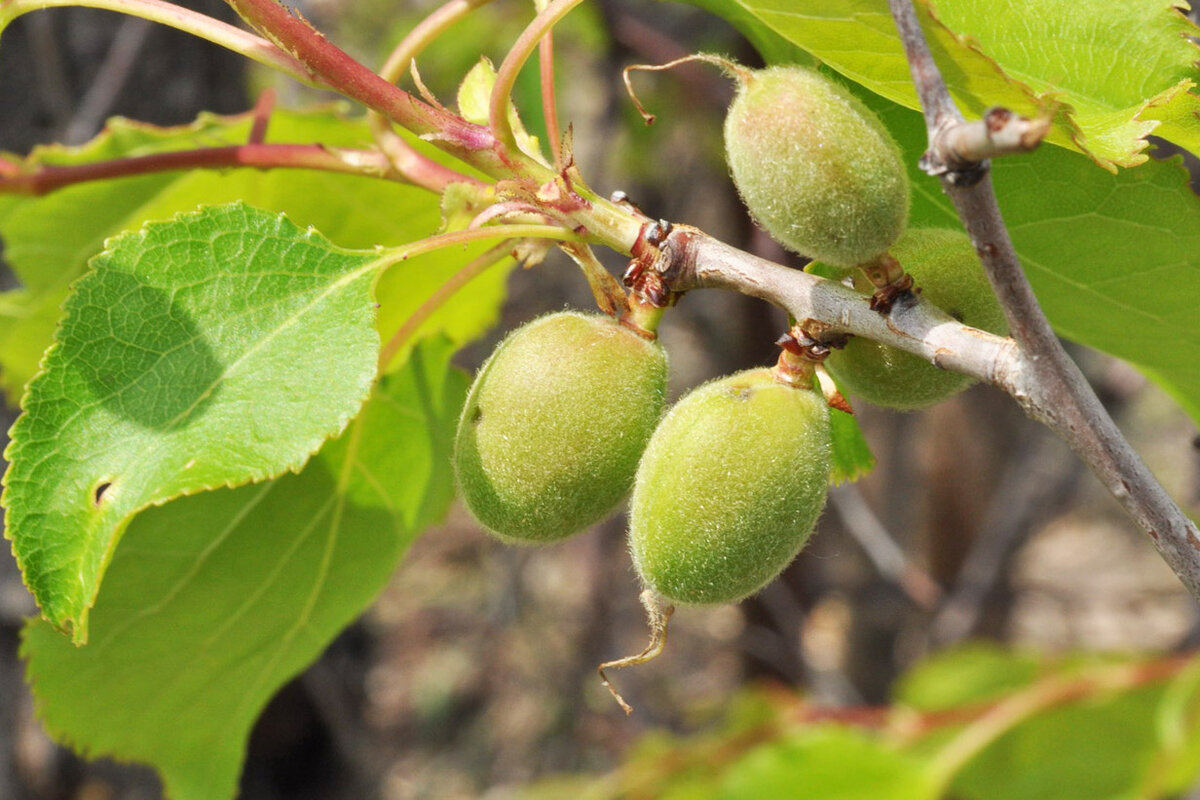 Абрикос маньчжурский armeniaca mandshurica