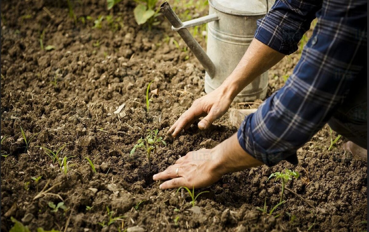 Изображение взято с сайта https://s.iha.com/1350100002556/%D0%90%D1%80%D0%B5%D0%BD%D0%B4%D0%B0-%D0%BD%D0%B0-%D0%BE%D1%82%D0%BF%D1%83%D1%81%D0%BA-%D0%93%D1%83%D0%B1%D0%B1%D1%8C%D0%BE-Agriturismo-La-Contessa-Quarter-Horse_2.jpeg