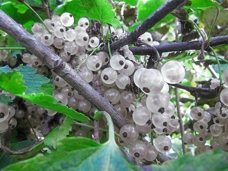 Смородина белая. Фото из Интернета.