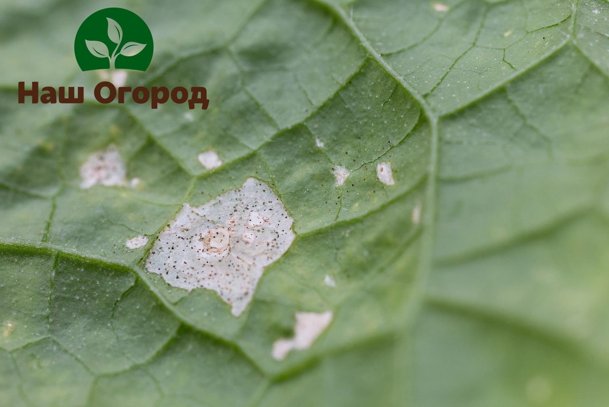 В борьбе с вредителем главное не упустить момент.