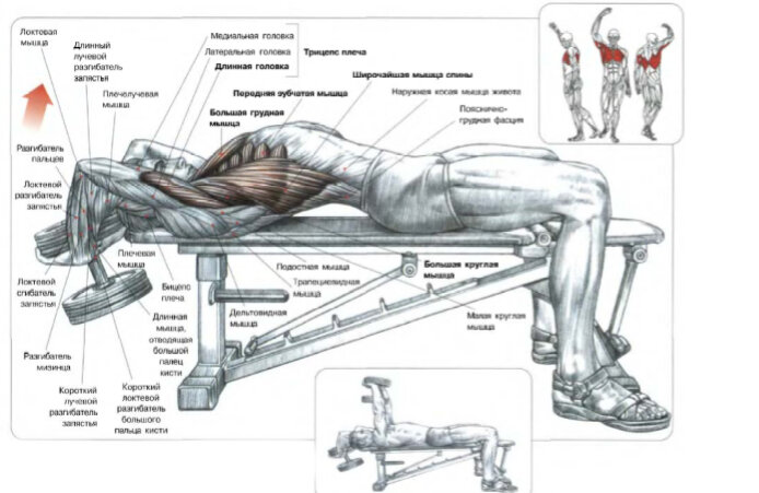 Схема из книги Ф. Дэлавье "Анатомия силовых упражнений" . " Пуловер". 