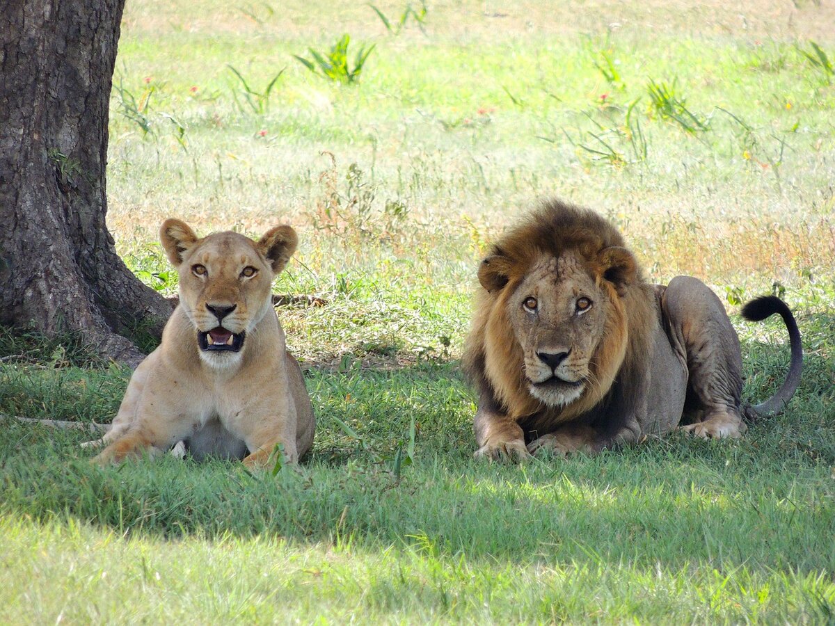 https://cdn.pixabay.com/photo/2013/08/26/04/44/lions-175934_1280.jpg