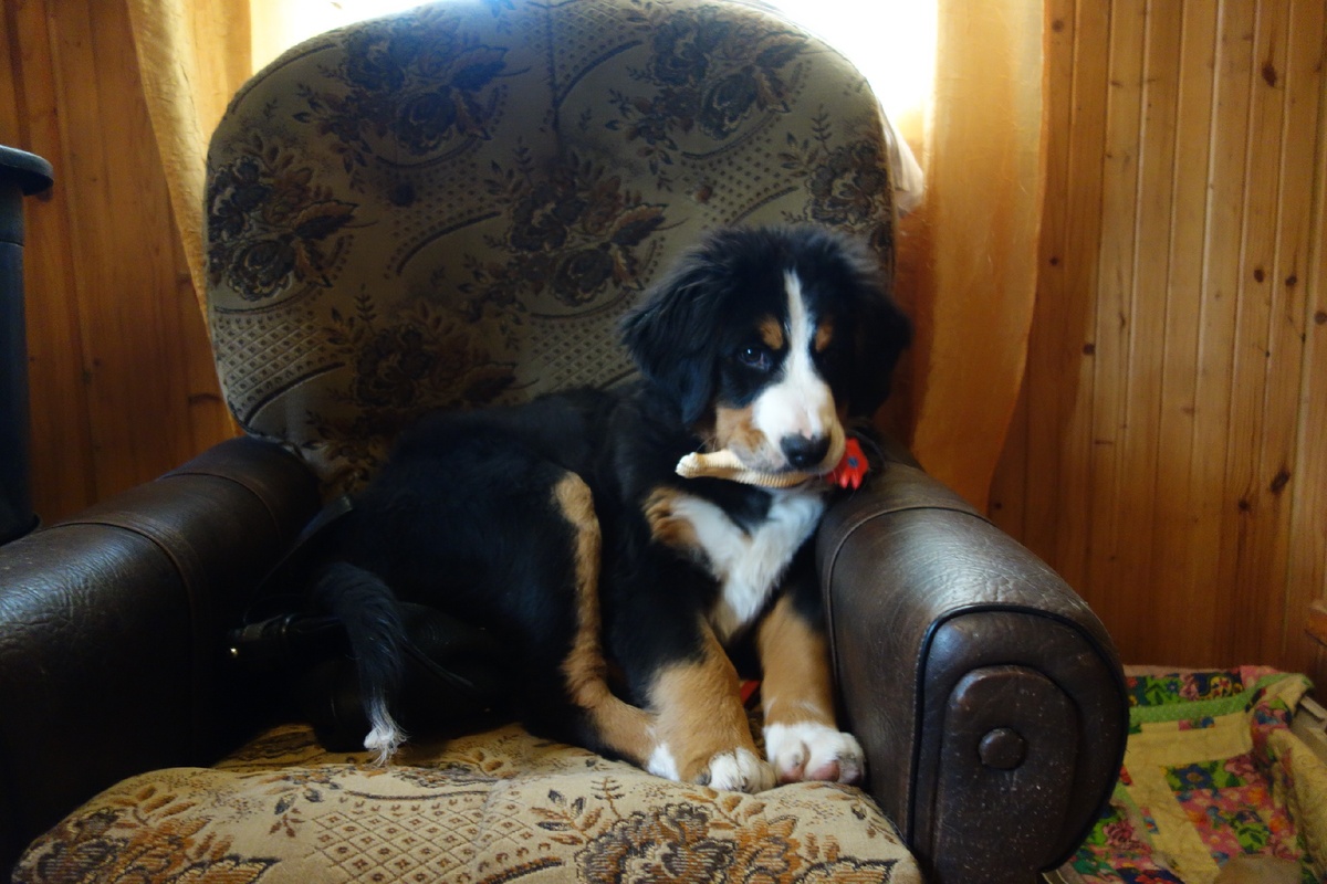 Памелла, лапушка моя...