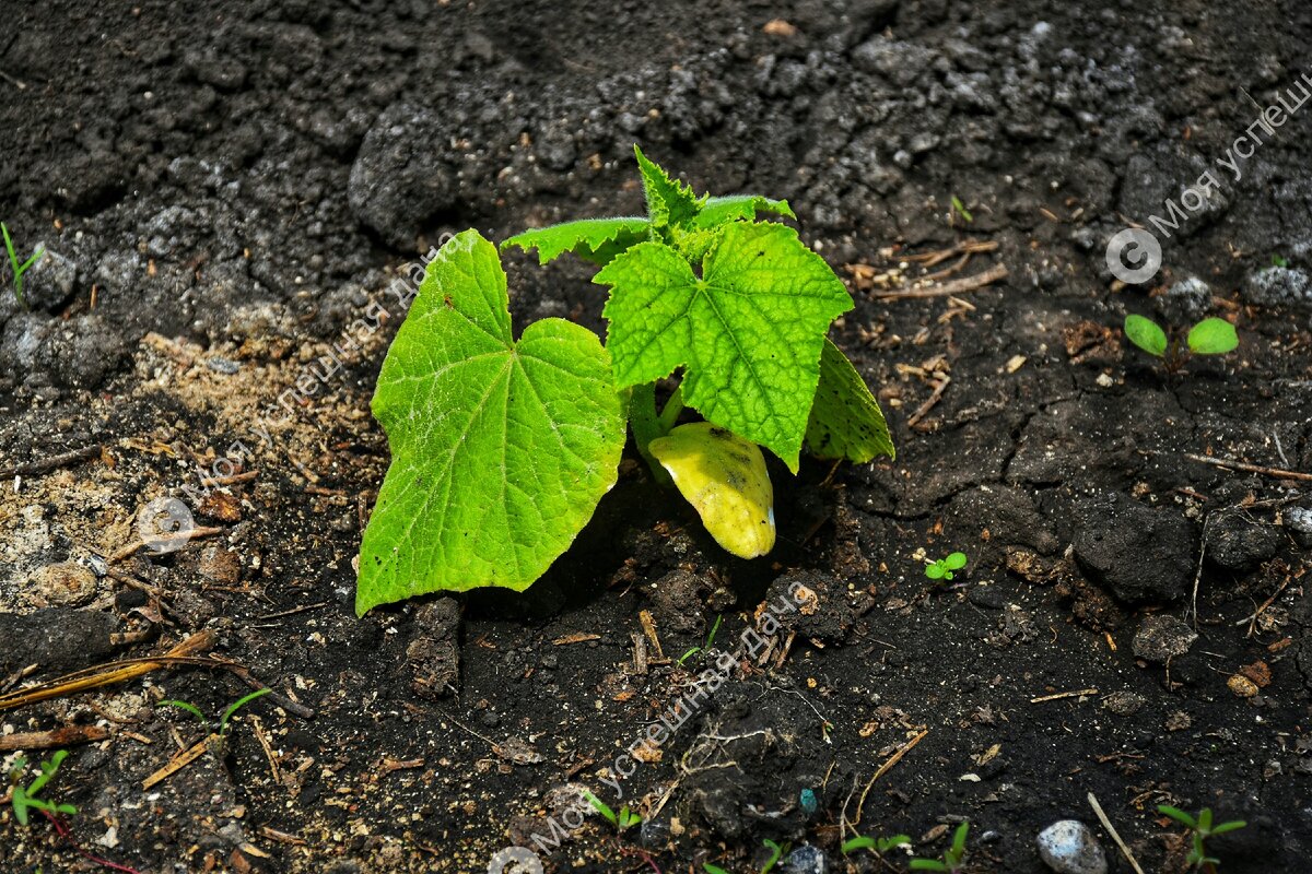 Причина пожелтения листьев у моих огурцов была в следующем: их припекло солнце и они страдали от перепада температур.