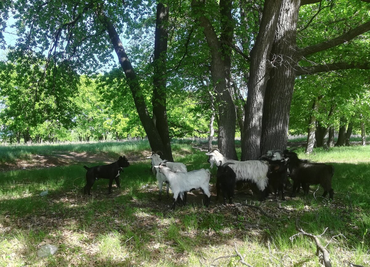 здрасти, рогатые собаки