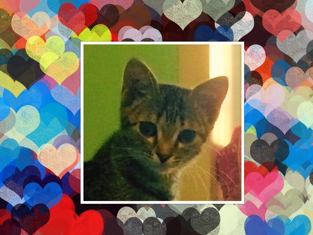 Шелли (фото и коллаж личные)