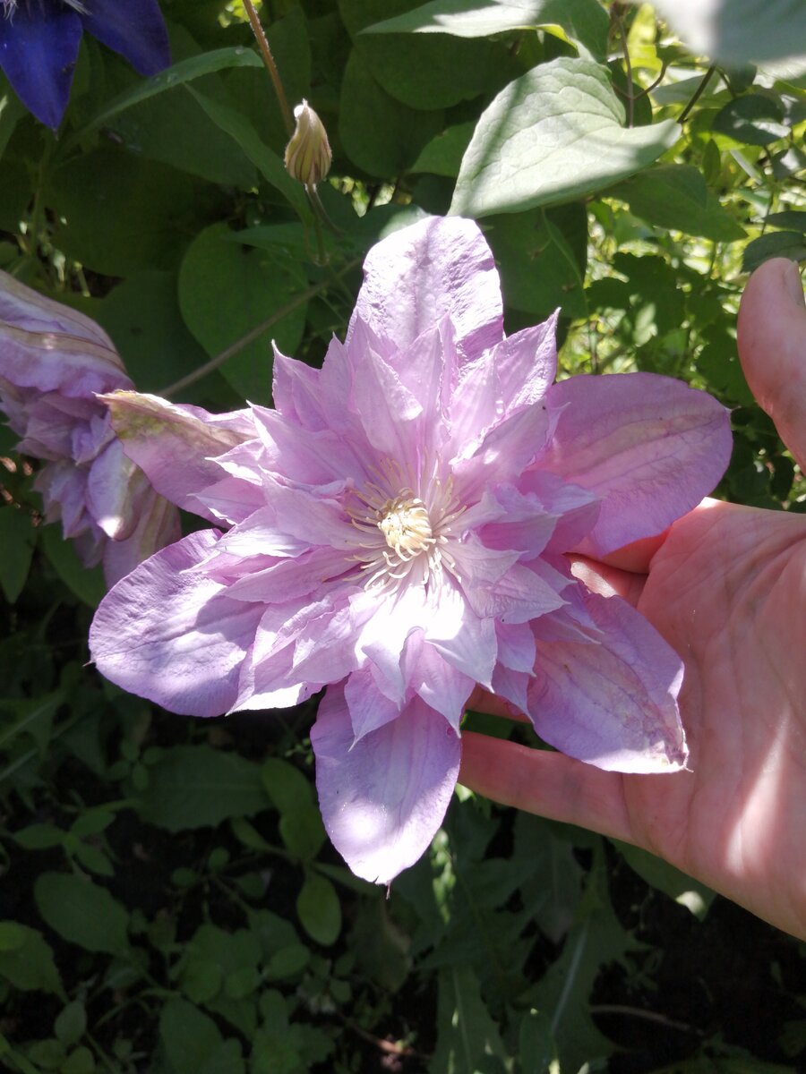 Клематис Протеус Proteus. Фото моё. 