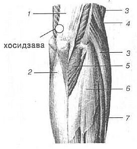Мышцы локтевого сустава анатомия