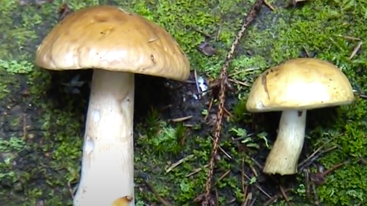 Слева - Белый гриб.
Справа - Горчак.