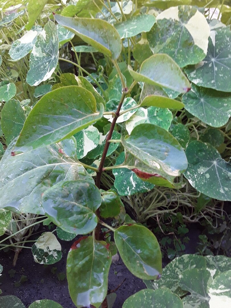 Пострадавшая сирень тоже начала давать новые приросты