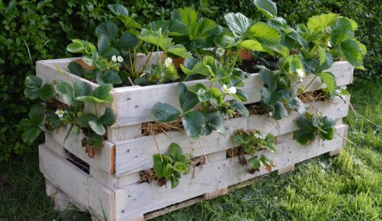 Грядки из поддонов для клубники
