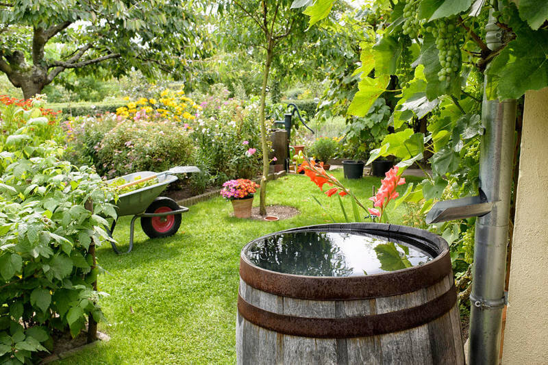 Как сохранить воду в садовой бочке чистой и свежей