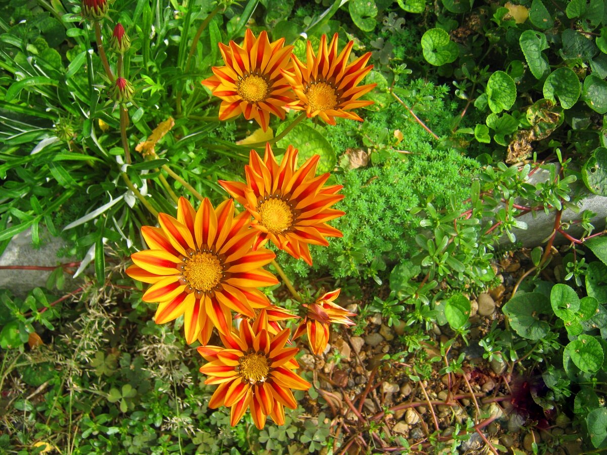 Простая процедура размножения