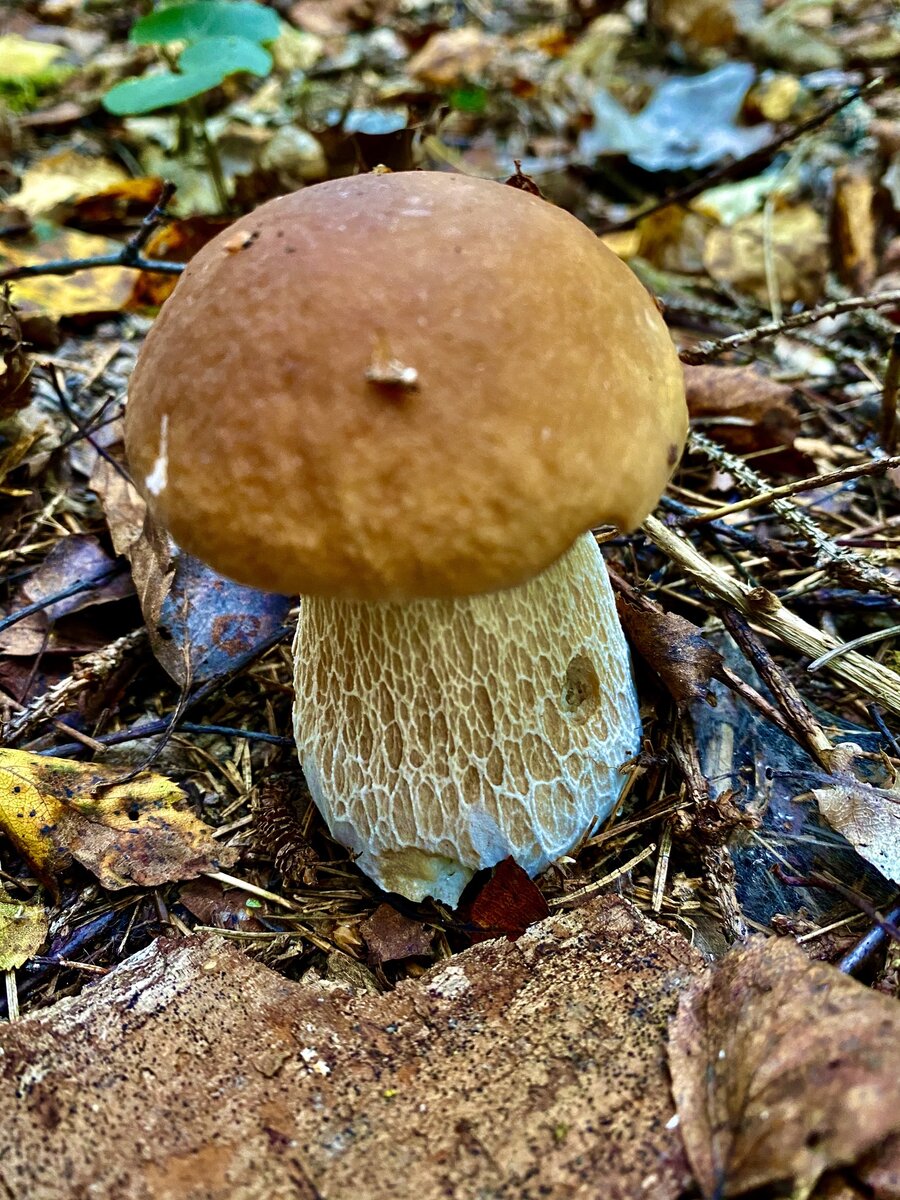 Это вот мой!