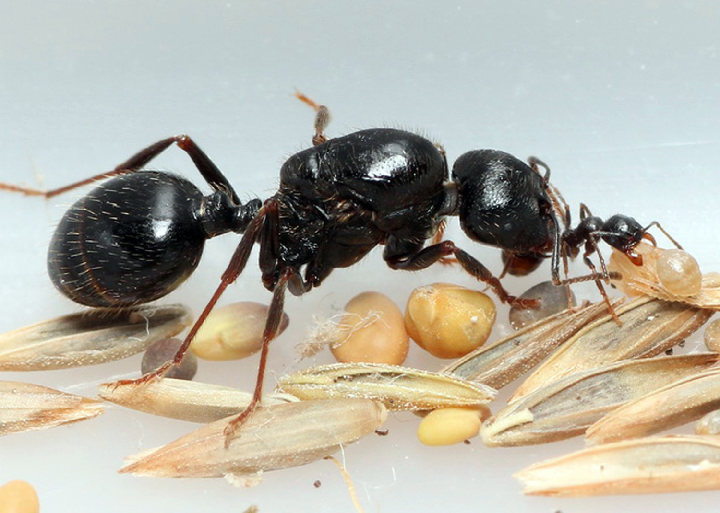 Матка Messor sf structor с рабочим