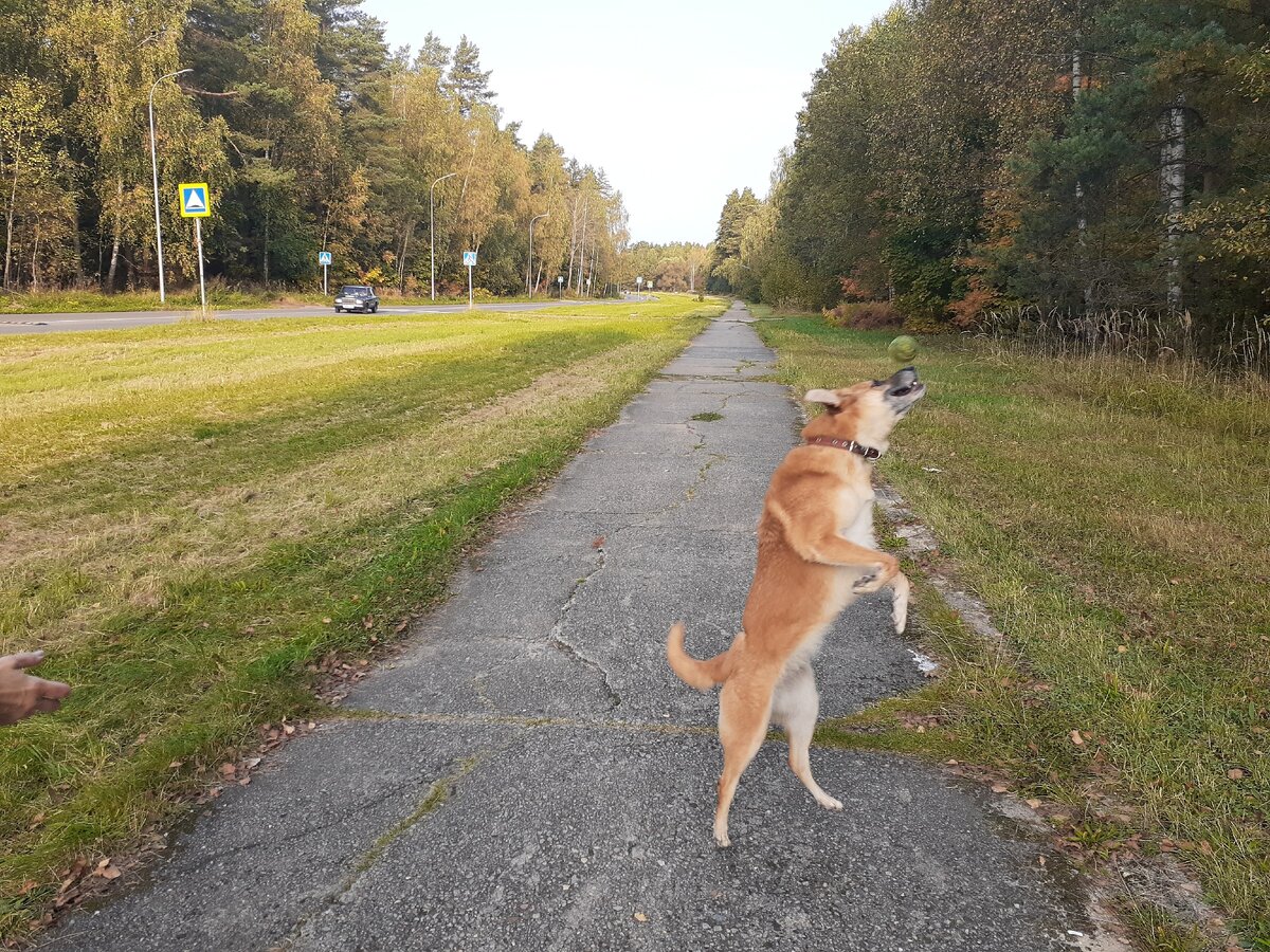 Собака Луша