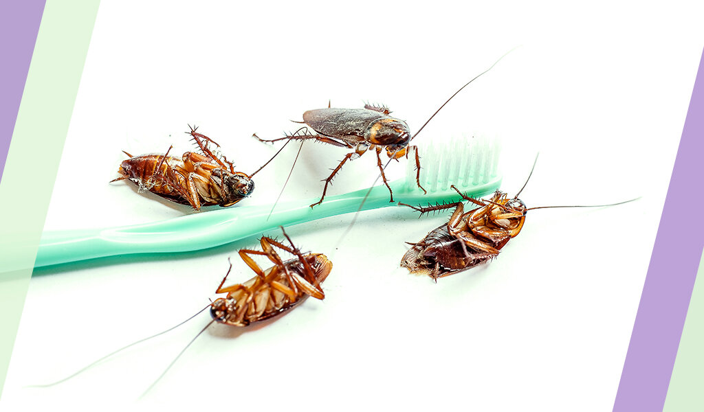 Сегодня отвечаю на вопрос: "А где травить?"