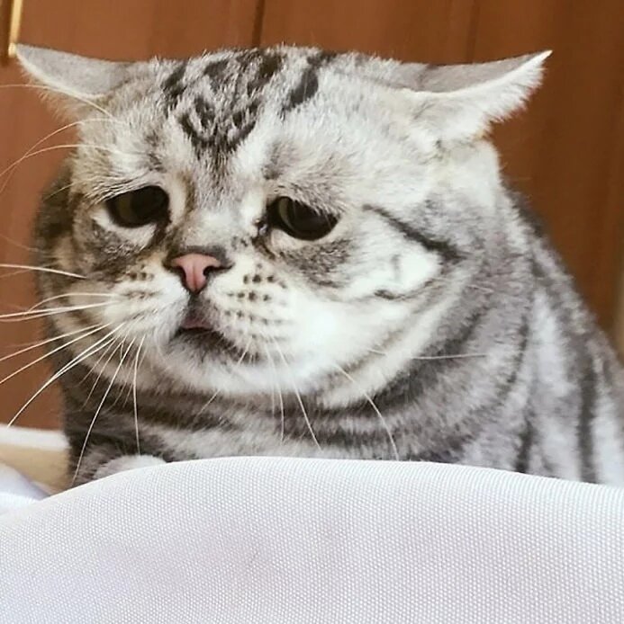 Грустный кот