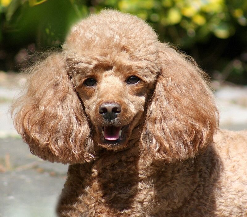 Пушистый друг.