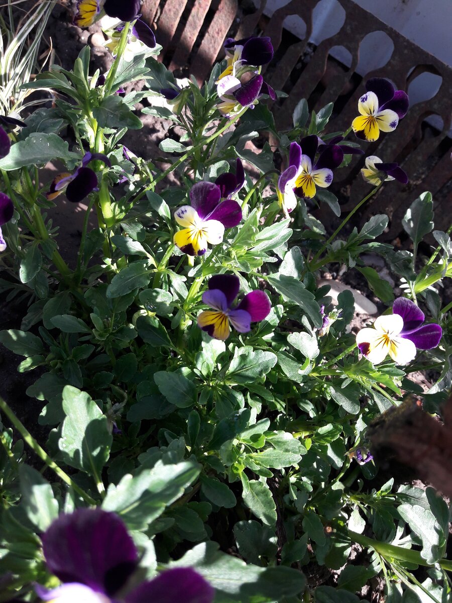 фото с моей клумбы