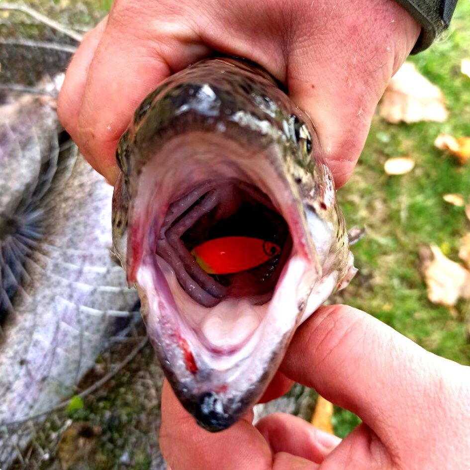 БлеснЫ имитируют кормовую базу - насекомых. Поклёвки всегда резкие, из серии "отдай спиннинг"