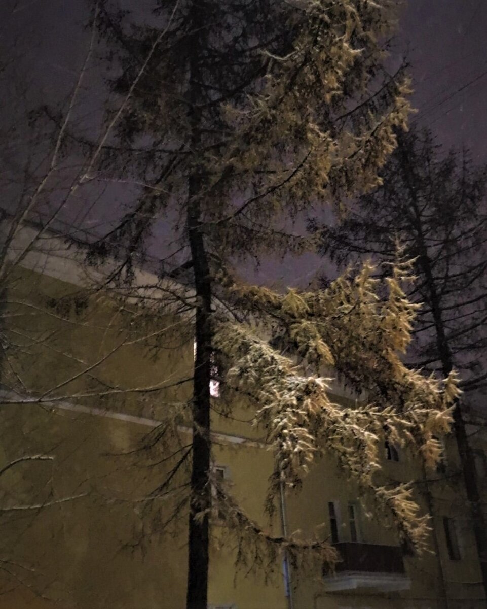 Не  знаю передает ли фото эту первую зимнюю красоту.   ФОТО АВТОРА.                             Ф