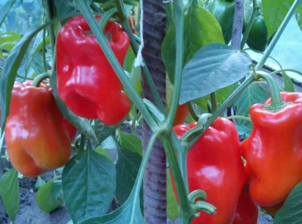 Источник: Яндекс картинки yandex.ru