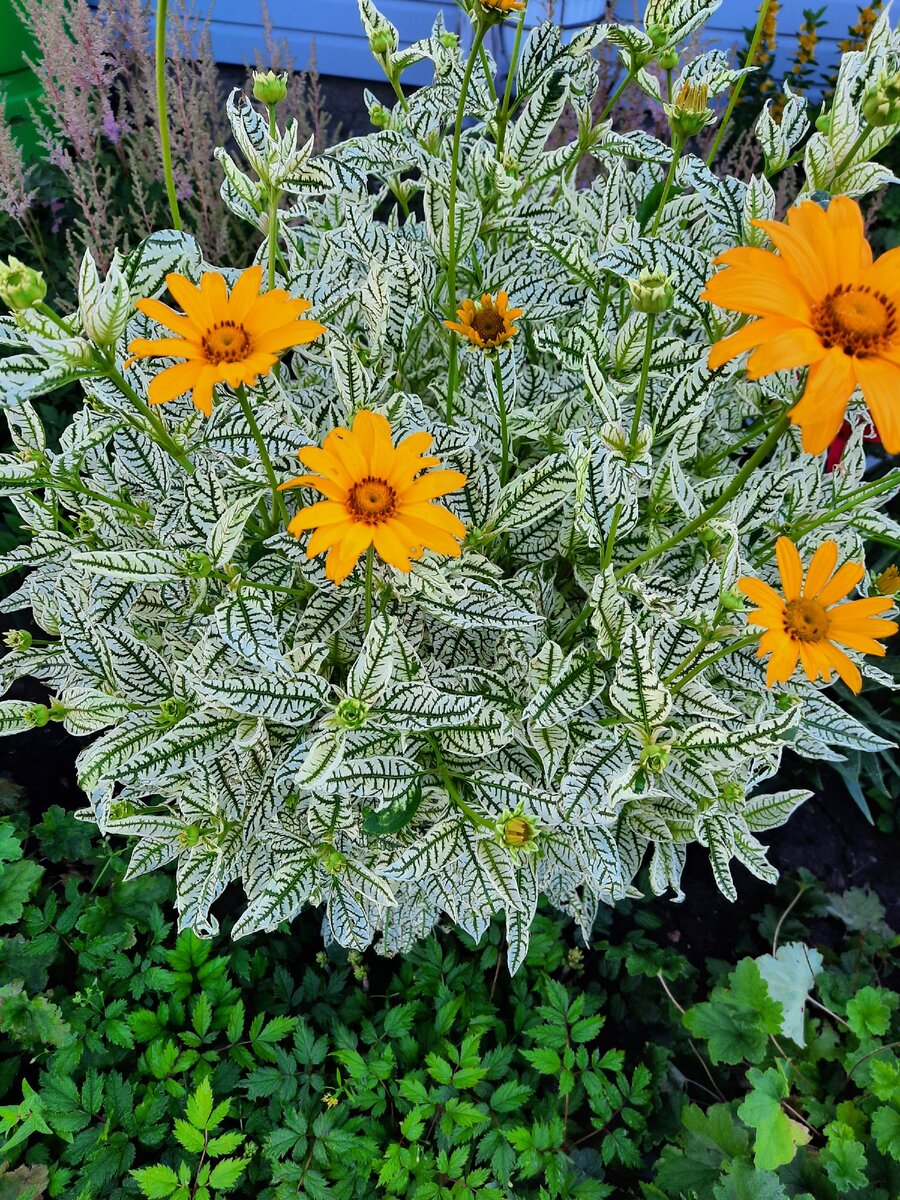 Появление первых цветочков