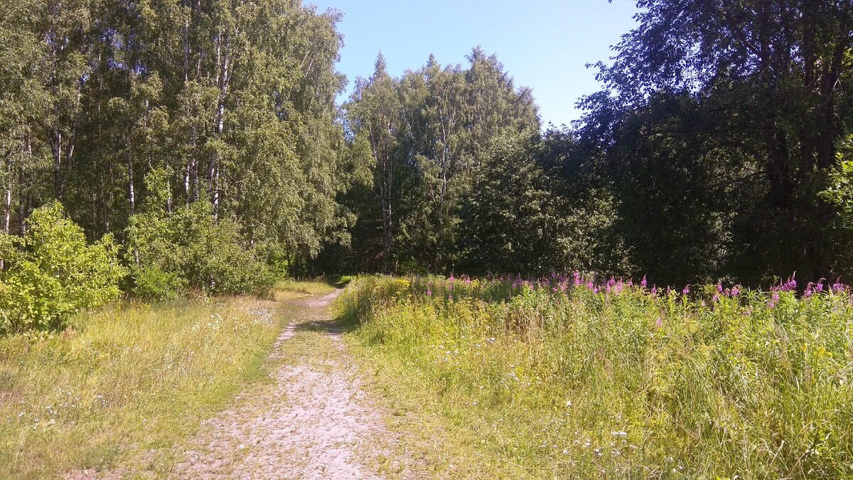 По дороге к морю через лес. Справа - растение кипрей, он же Иван-чай. По его цветкам, можно определить сегодняшнюю дату, не пользуясь календарями. Лето в самом разгаре!