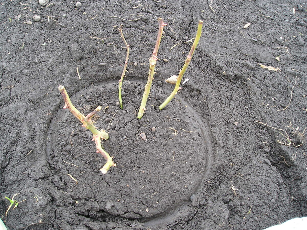 Не большие почернения не торопитесь сразу обрезать