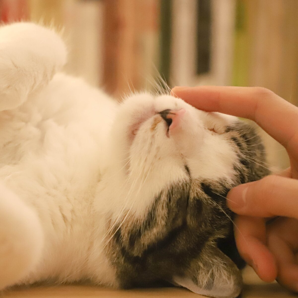 фото  https://www.canva.com/