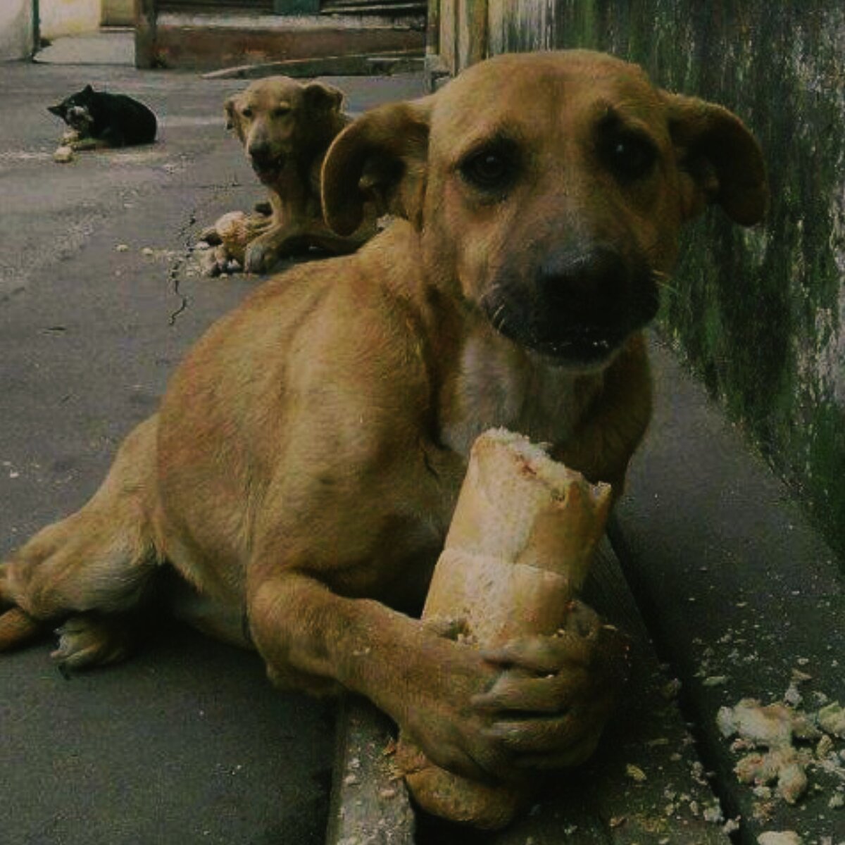 Такую картину в США не увидишь. Фото: Яндекс. Картинки.
